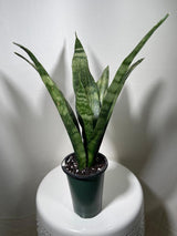 Snake plant | Snake plant in a 4” Nursery Pot | Air purifier plant | Low light office plant | Indoor houseplant