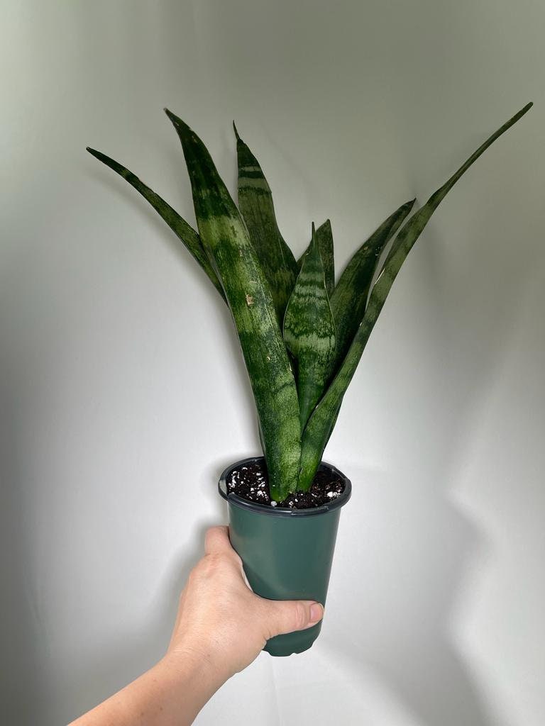 Snake plant | Snake plant in a 4” Nursery Pot | Air purifier plant | Low light office plant | Indoor houseplant