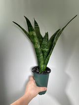 Snake plant | Snake plant in a 4” Nursery Pot | Air purifier plant | Low light office plant | Indoor houseplant