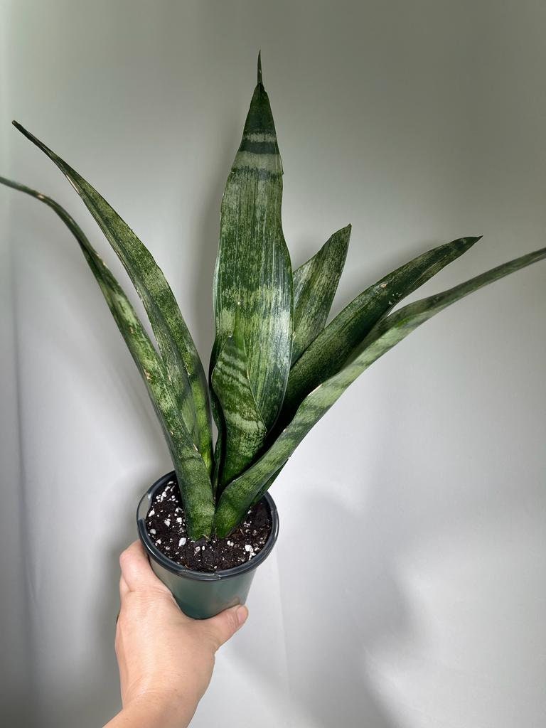 Snake plant | Snake plant in a 4” Nursery Pot | Air purifier plant | Low light office plant | Indoor houseplant