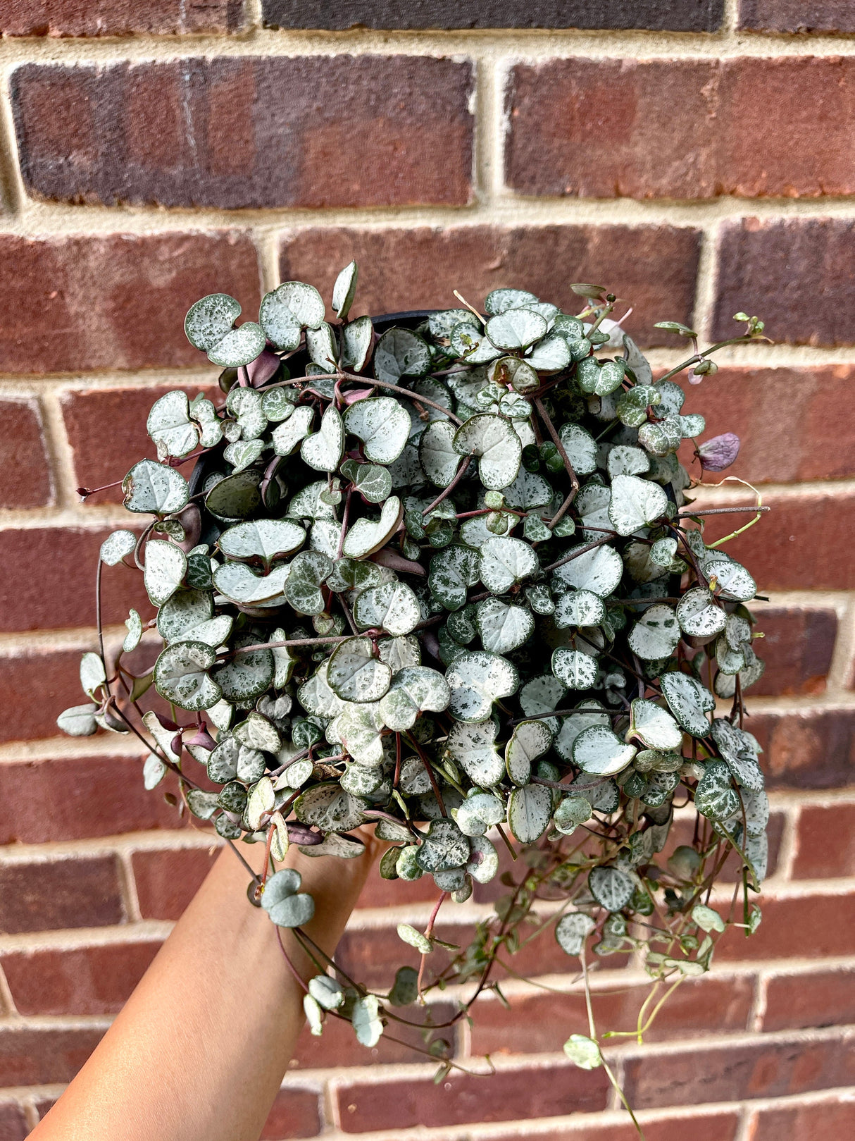 String of Heart Unrooted 2” Cuttings - Beautiful indoor succulent that grows into long vines - looks lovely on a shelf or a hanging pot