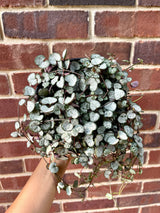 String of Heart Unrooted 2” Cuttings - Beautiful indoor succulent that grows into long vines - looks lovely on a shelf or a hanging pot