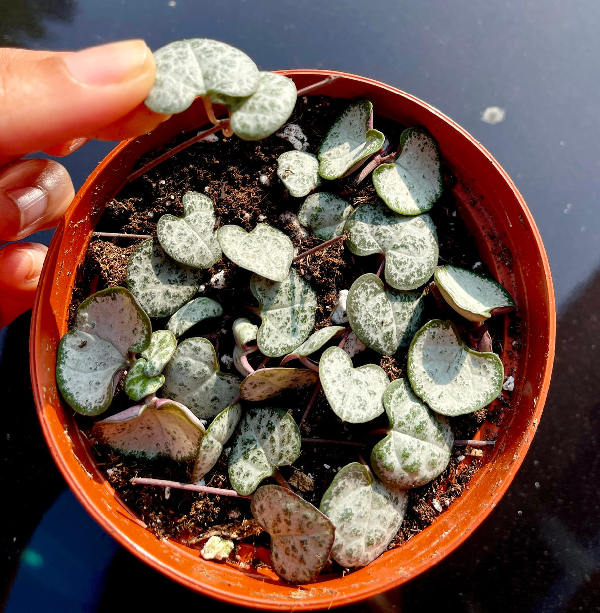 String of Heart Unrooted 2” Cuttings - Beautiful indoor succulent that grows into long vines - looks lovely on a shelf or a hanging pot