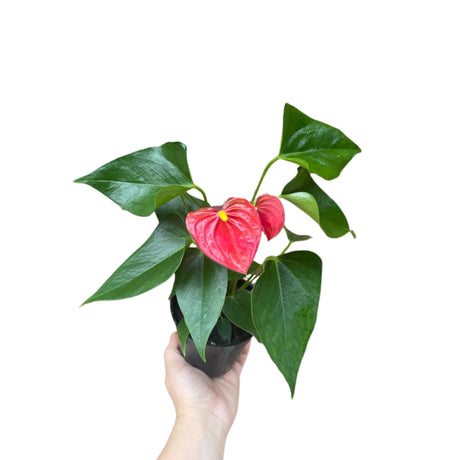 Anthurium Flowering Plant Large in 4" Pot- Easy Care Hardy Red Flower Houseplant - Low Light Flower Plant - SAME PLANT as pictures