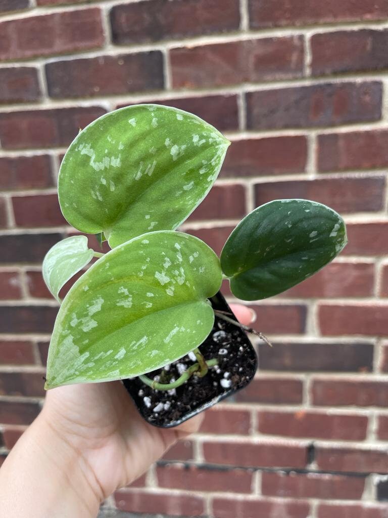 Silver Pothos Live plant with mature vines - Scindapsus Pictus Argyraeus -Indoor easy care houseplant-Low light plant - SAME PLANT as images