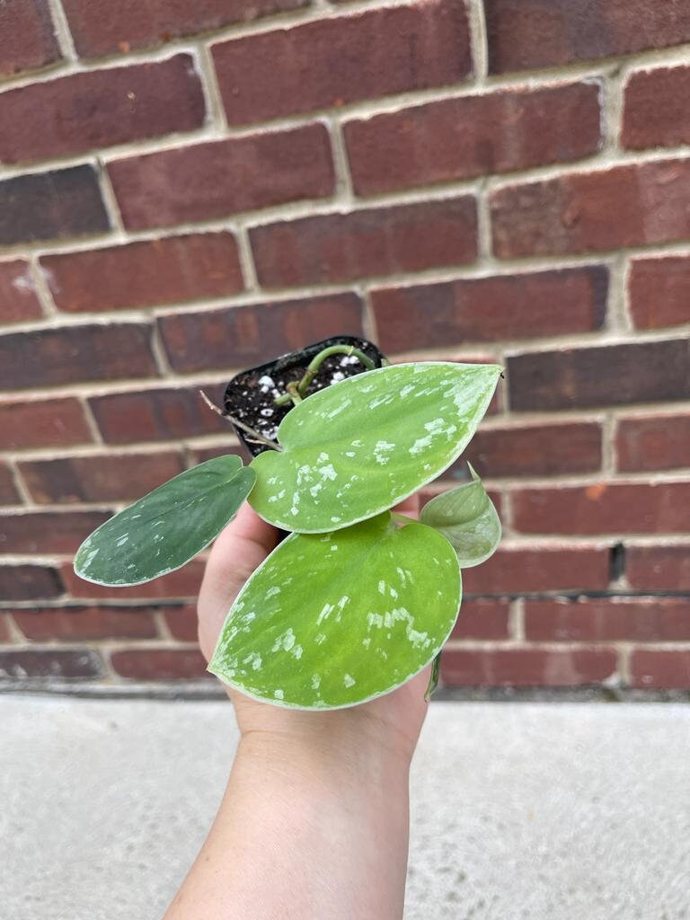 Silver Pothos Live plant with mature vines - Scindapsus Pictus Argyraeus -Indoor easy care houseplant-Low light plant - SAME PLANT as images