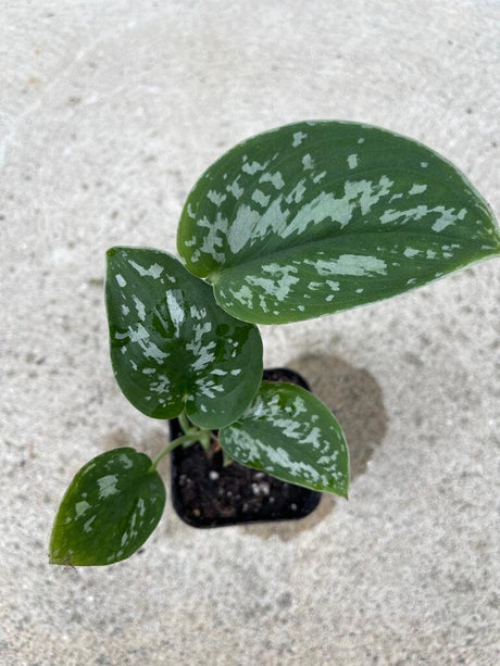 Silver Pothos Live plant 2" nursery pot - Scindapsus Pictus Argyraeus -silvery ann Indoor Live Plant - SAME PLANT as images