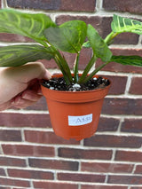 Live Lemon Prayer Plant in 3" Nursery Pot - Maranta Leuconeura - Lemon Lime houseplant - Maranta Lemon Lime - SAME PLANT as images