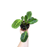 Live Lemon Prayer Plant in 3" Nursery Pot - Maranta Leuconeura - Lemon Lime houseplant - Maranta Lemon Lime - SAME PLANT as images