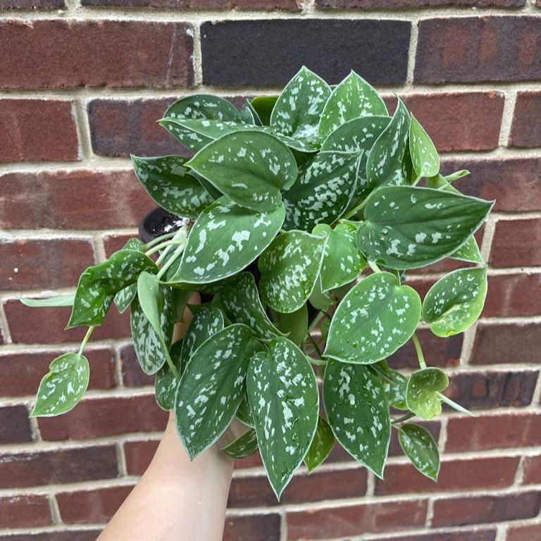 Silver Pothos Live plant 4.5" pot