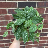 Silver Pothos Live plant 4.5" pot