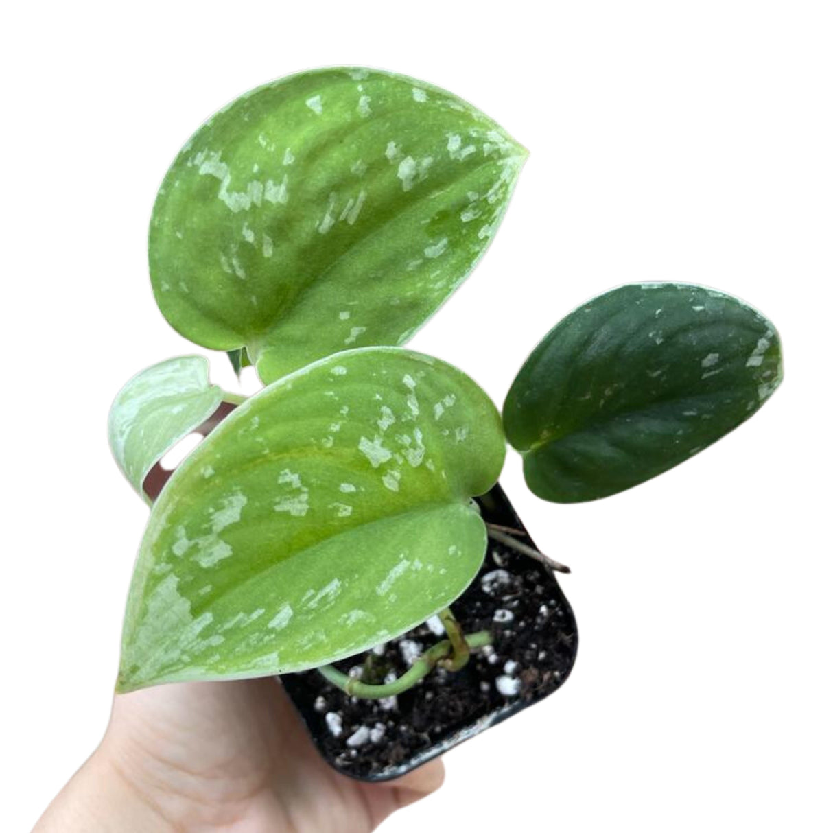 Silver Pothos Live plant with mature vines - Scindapsus Pictus Argyraeus -Indoor easy care houseplant-Low light plant - SAME PLANT as images