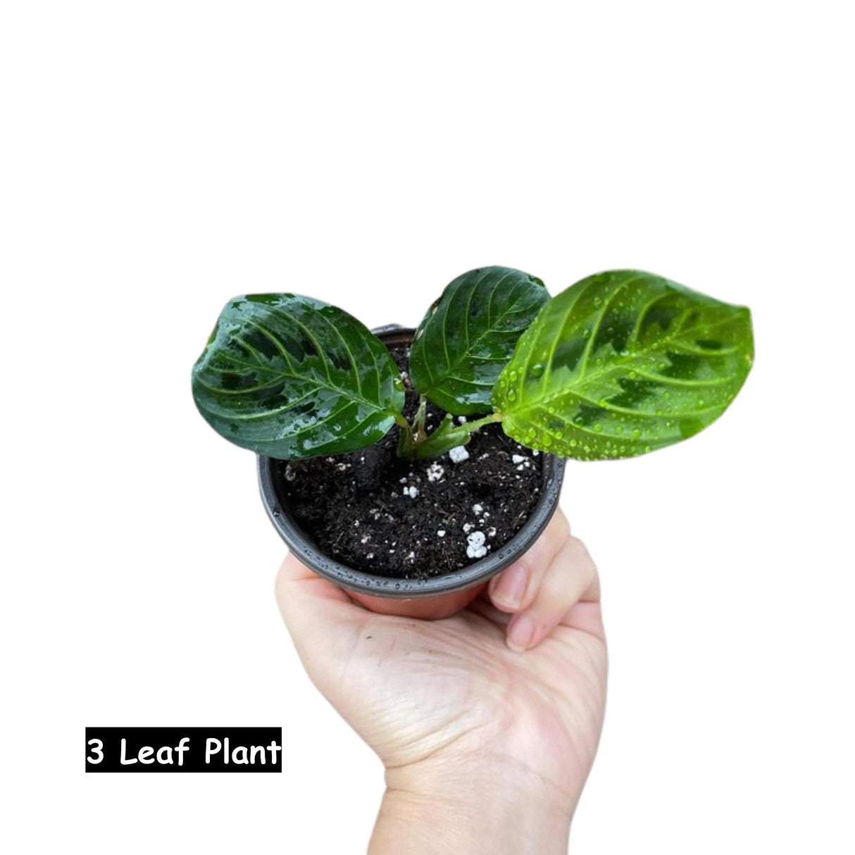 Live Lemon Lime Prayer Plant - Low Light Office Plant - Maranta Leuconeura - Potted Gift houseplant - Air Purifier Indoor Plant - Gift Plant