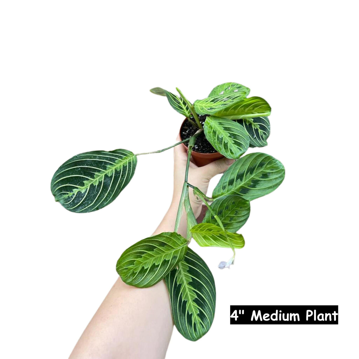 Live Lemon Lime Prayer Plant - Low Light Office Plant - Maranta Leuconeura - Potted Gift houseplant - Air Purifier Indoor Plant - Gift Plant
