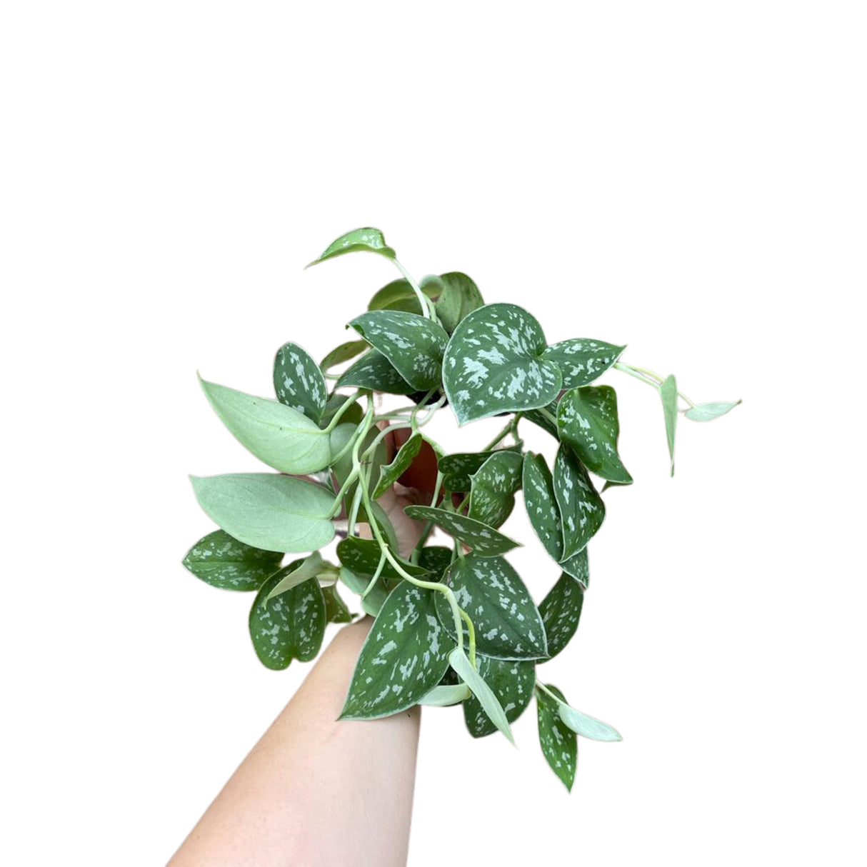 Silver Satin Pothos Live Houseplant - Scindapsus Pictus Argyraeus - Silver Pothos Plant - Easy care low-light Houseplant