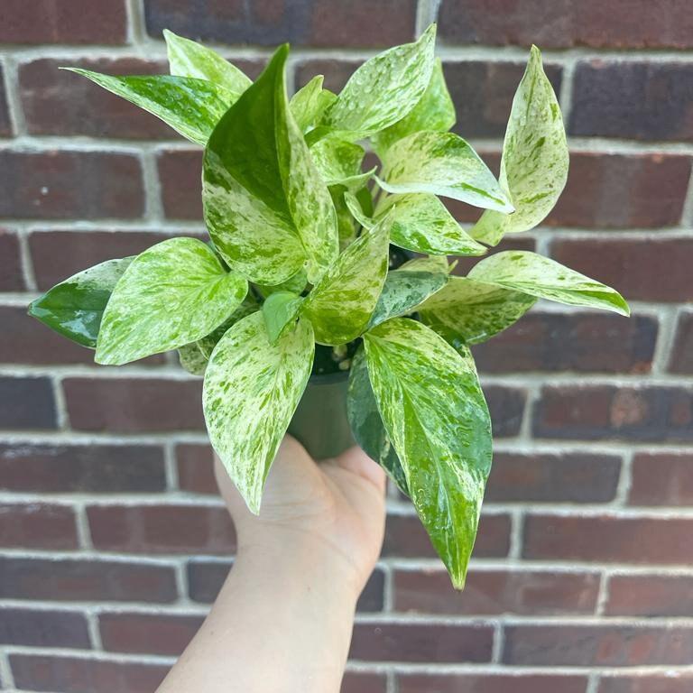 Marble Queen Pothos in a Pot