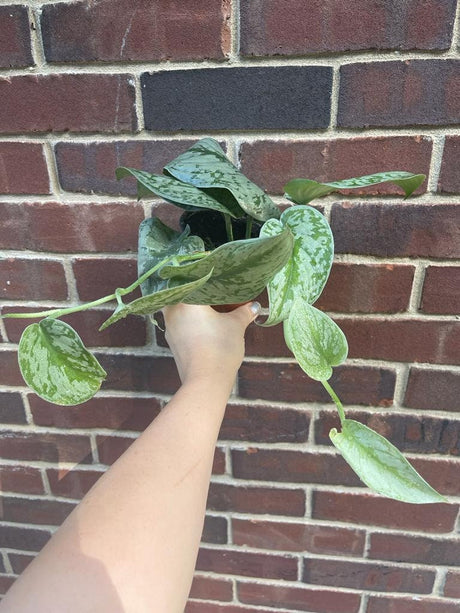 Scindapsus Pictus Exotica plant - Large Satin Pothos - Rare vining indoor plant - SAME PLANT as the pictures