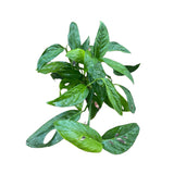 Monstera Adansonii 4 inch Grow Pot - Monstera Swiss Cheese Live indoor plant - Easy care RARE houseplant - Gift Houseplant -SAME PLANT