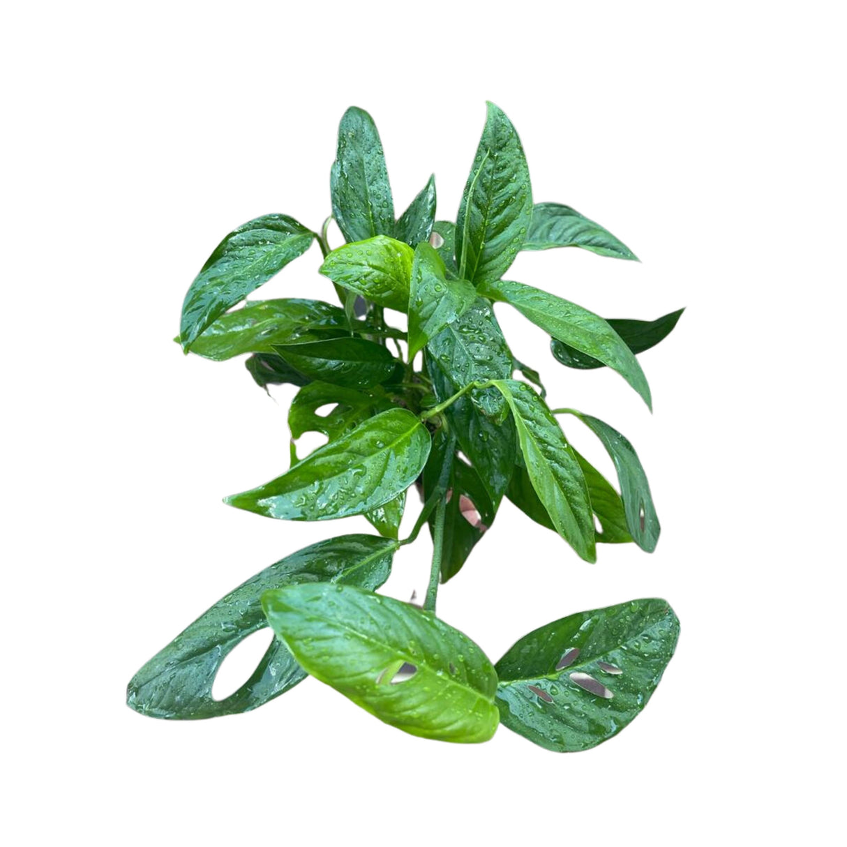 Monstera Adansonii potted leaves - Monstera Swiss Cheese Plant - Live indoor plant - Easy care RARE houseplant - Gift Houseplant -SAME PLANT