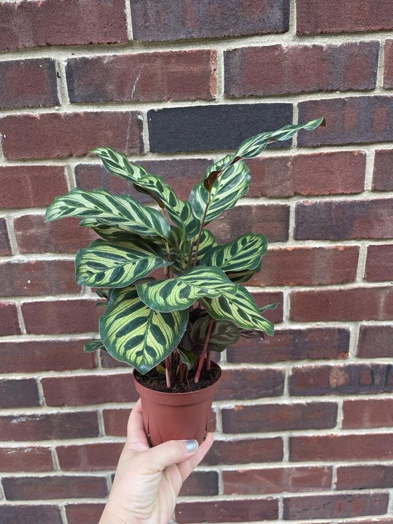 Rare Calathea Makoyana in a nursery pot - Beautiful Peacock Calathea - Air purifier plant - Rare Houseplant - SAME PLANT as the images