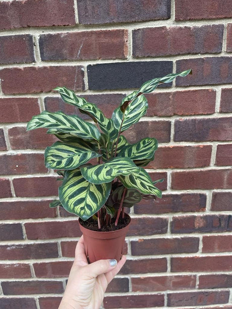 Rare Calathea Makoyana in 4 inch Grow pot - Beautiful Peacock Calathea - Air purifier plant - Rare Houseplant - SAME PLANT as the images