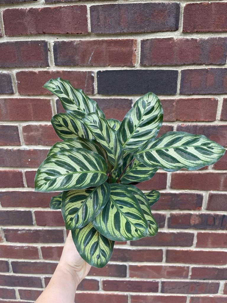 Rare Calathea Makoyana in a nursery pot - Beautiful Peacock Calathea - Air purifier plant - Rare Houseplant - SAME PLANT as the images