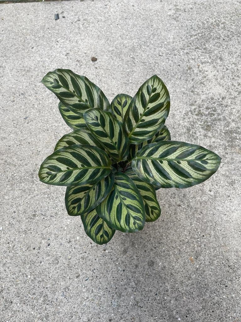 Rare Calathea Makoyana in a nursery pot - Beautiful Peacock Calathea - Air purifier plant - Rare Houseplant - SAME PLANT as the images