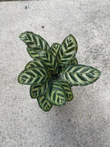 Rare Calathea Makoyana in a nursery pot - Beautiful Peacock Calathea - Air purifier plant - Rare Houseplant - SAME PLANT as the images