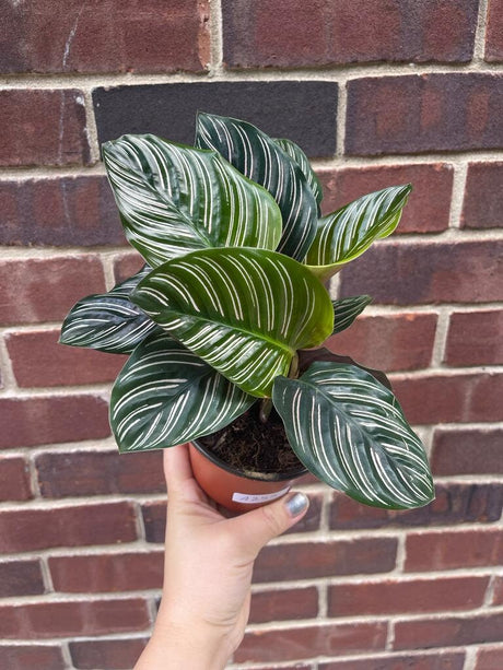 Calathea Ornata | Pinstripe Calathea | Pinstripe Prayer Plant | Calathea Ornata Sanderiana | Low Light Easy Care Office Plant | SAME PLANT
