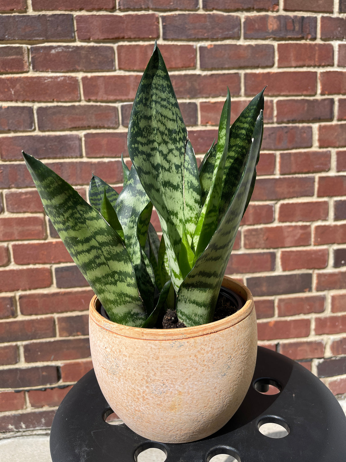 Snake Plant | Mother-In-Law's-Tongue Plant | Sansevieria Zeylanica | Sansevieria Laurentii | Indoor Plants