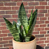 Sansevieria Zeylanica Snake Plant