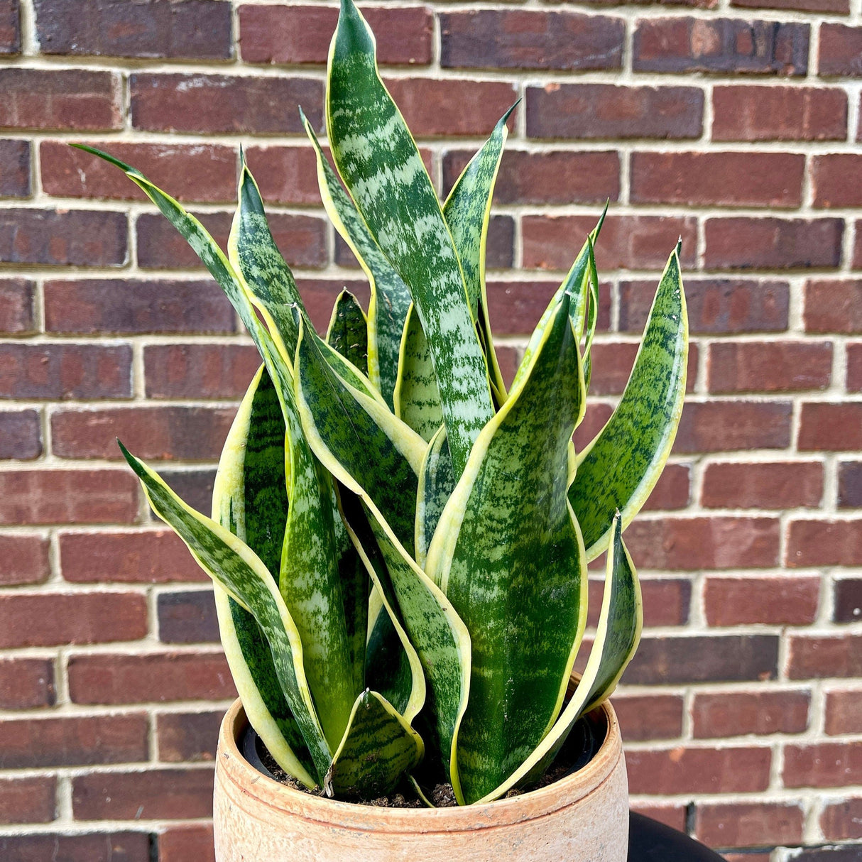 Sansevieria Zeylanica Snake Plant