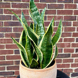 Sansevieria Laurentii Snake Plant