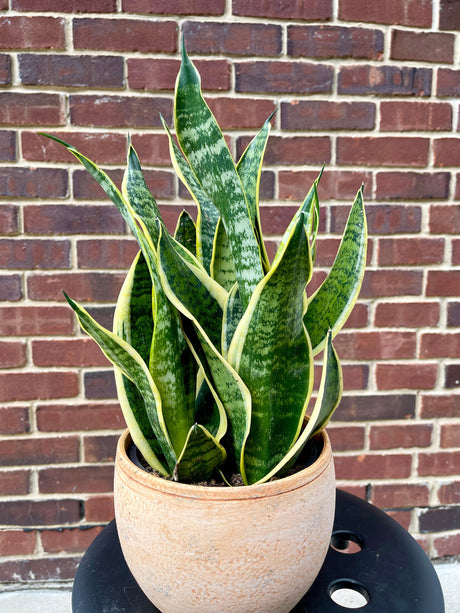 Snake Plant | Mother-In-Law's-Tongue Plant | Sansevieria Zeylanica | Sansevieria Laurentii | Plants for Pets | Air Purifier Plant