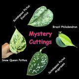 Indoor Easy Care plant Cuttings Bundle - Mystery Box House Plant Clippings