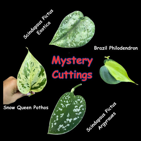 Indoor Easy Care plant Cuttings Bundle - Mystery Box House Plant Clippings  - UNROOTED Cuttings for Propagation Pothos Philodendron