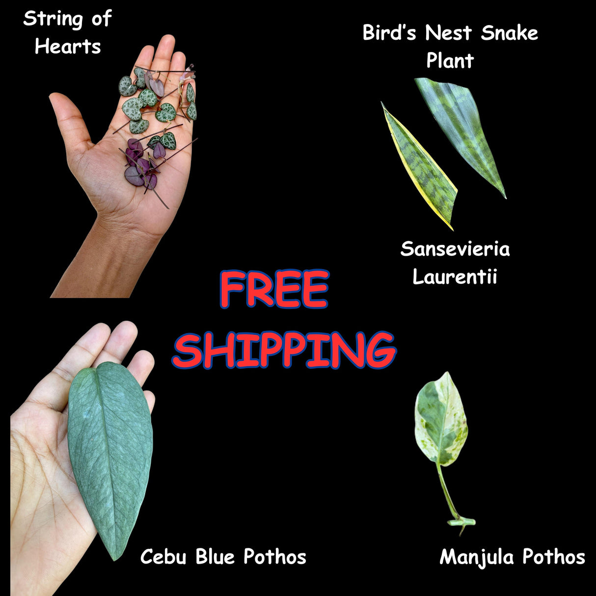 Indoor Easy Care plant Cuttings Bundle - Mystery Box House Plant Clippings  - UNROOTED Cuttings for Propagation Pothos Philodendron