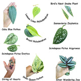 Indoor Easy Care plant Cuttings Bundle - Mystery Box House Plant Clippings