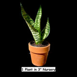 Snake Plant | Mother-In-Law's-Tongue Plant | Sansevieria Zeylanica | Sansevieria Laurentii | Indoor Plants