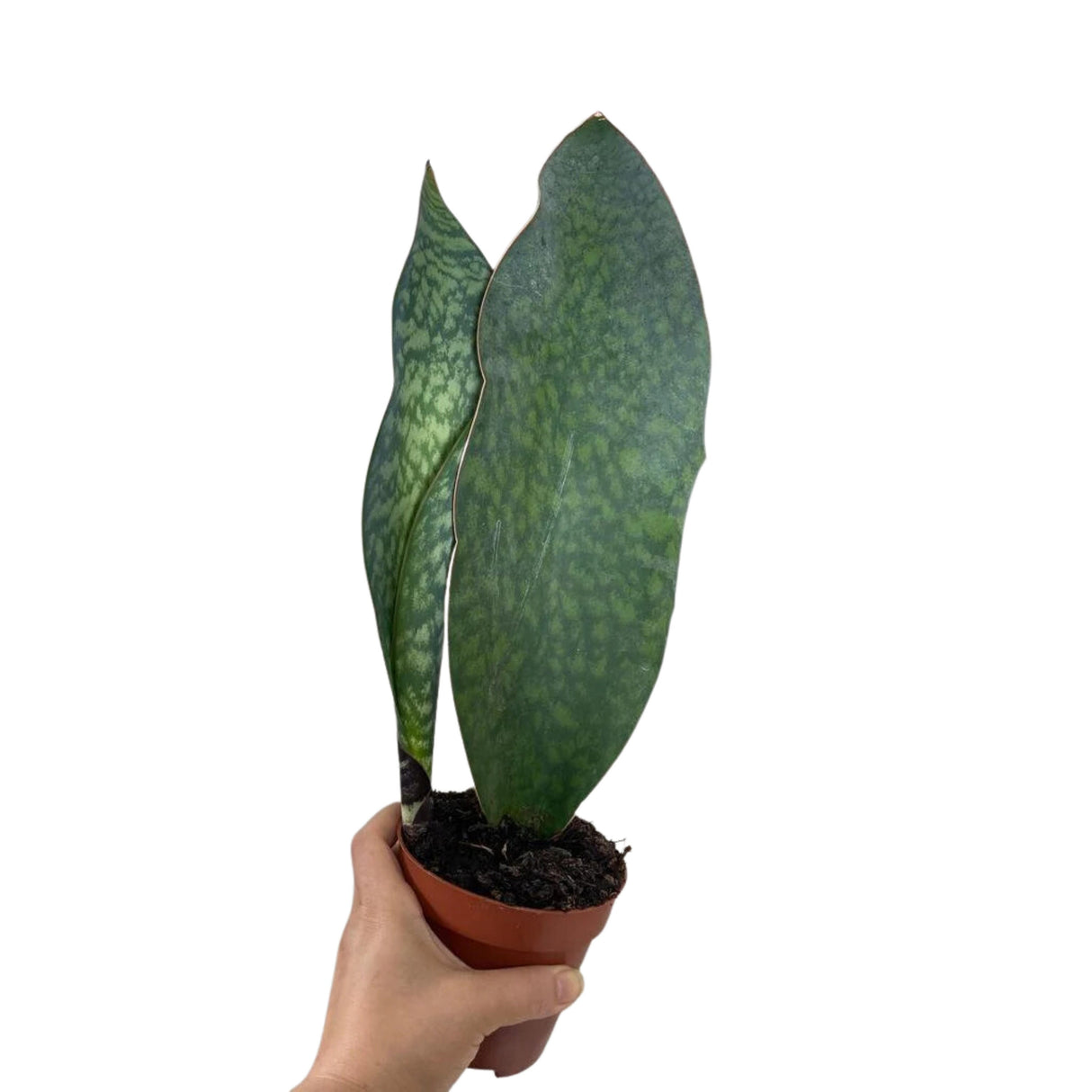 Sansevieria Masoniana | Whale Fin Plant | Live Plants | Air Purifying | Sansevieria Whale Fin Plant in 4" Pot | SAME PLANT as the picture
