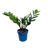 Zz Plant Large Mature Plant In a 4" Nursery Pot