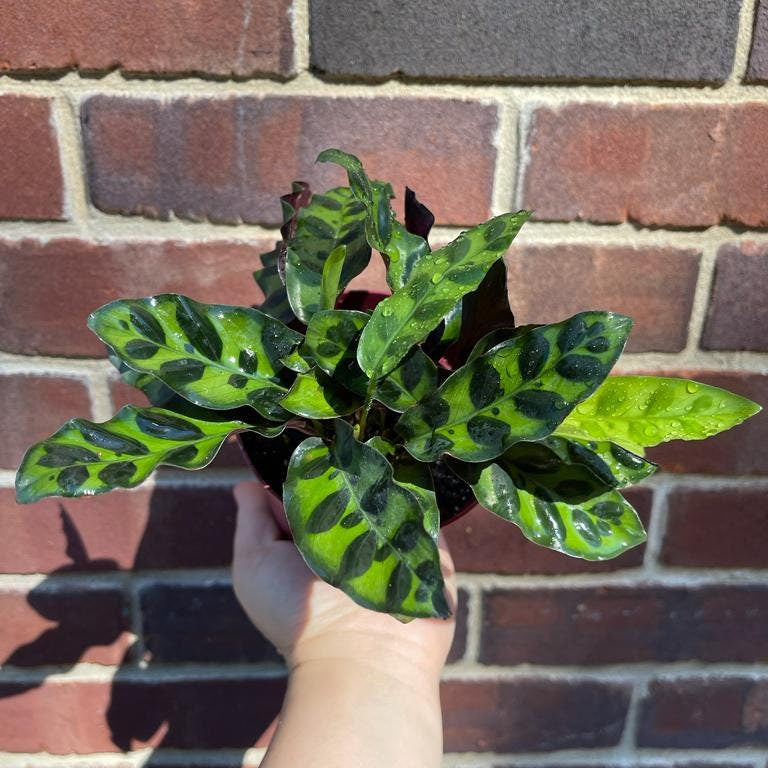 Rare Calathea Lancifolia 3” pot - Air purifier plant - Rare Houseplant - Rattlesnake Plant - SAME PLANT as pictures