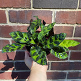 Rare Calathea Lancifolia 3” pot - Air purifier plant - Rare Houseplant - Rattlesnake Plant - SAME PLANT as pictures