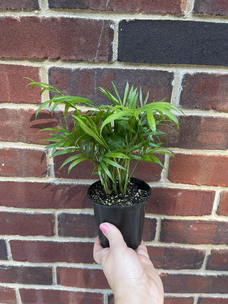 Parlor Palm Indoor Plant - Chamaedorea elegans-  Easy care low light House plant - Air Purifier Plant in pot