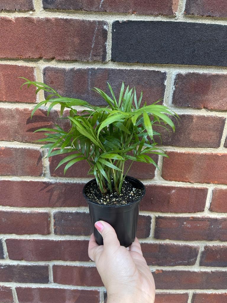 Parlor Palm Indoor Plant - Chamaedorea elegans-  Easy care low light House plant - Air Purifier Plant in pot