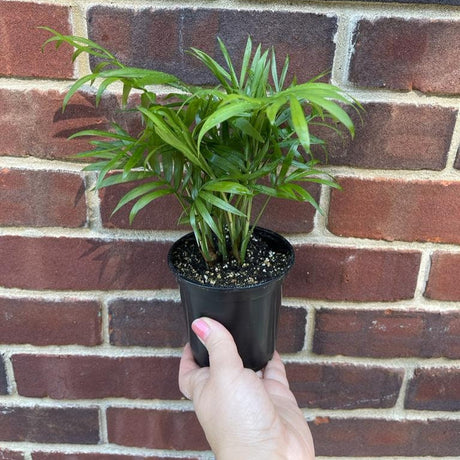 Parlor Palm Indoor Plant - Chamaedorea elegans-  Easy care low light House plant - Air Purifier Plant in pot