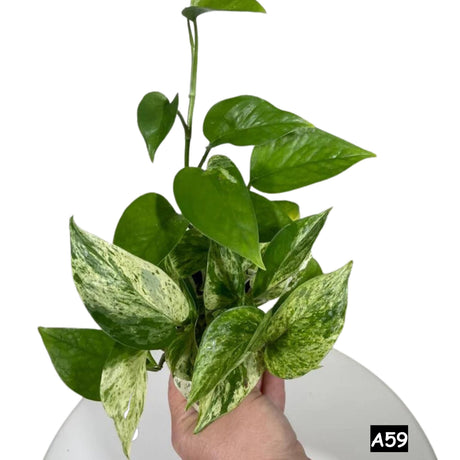 Marble Pothos in 4" Pot - Gorgeous Variegated Indoor easy care house plant - Marble Pothos -  SAME PLANT as the pictures