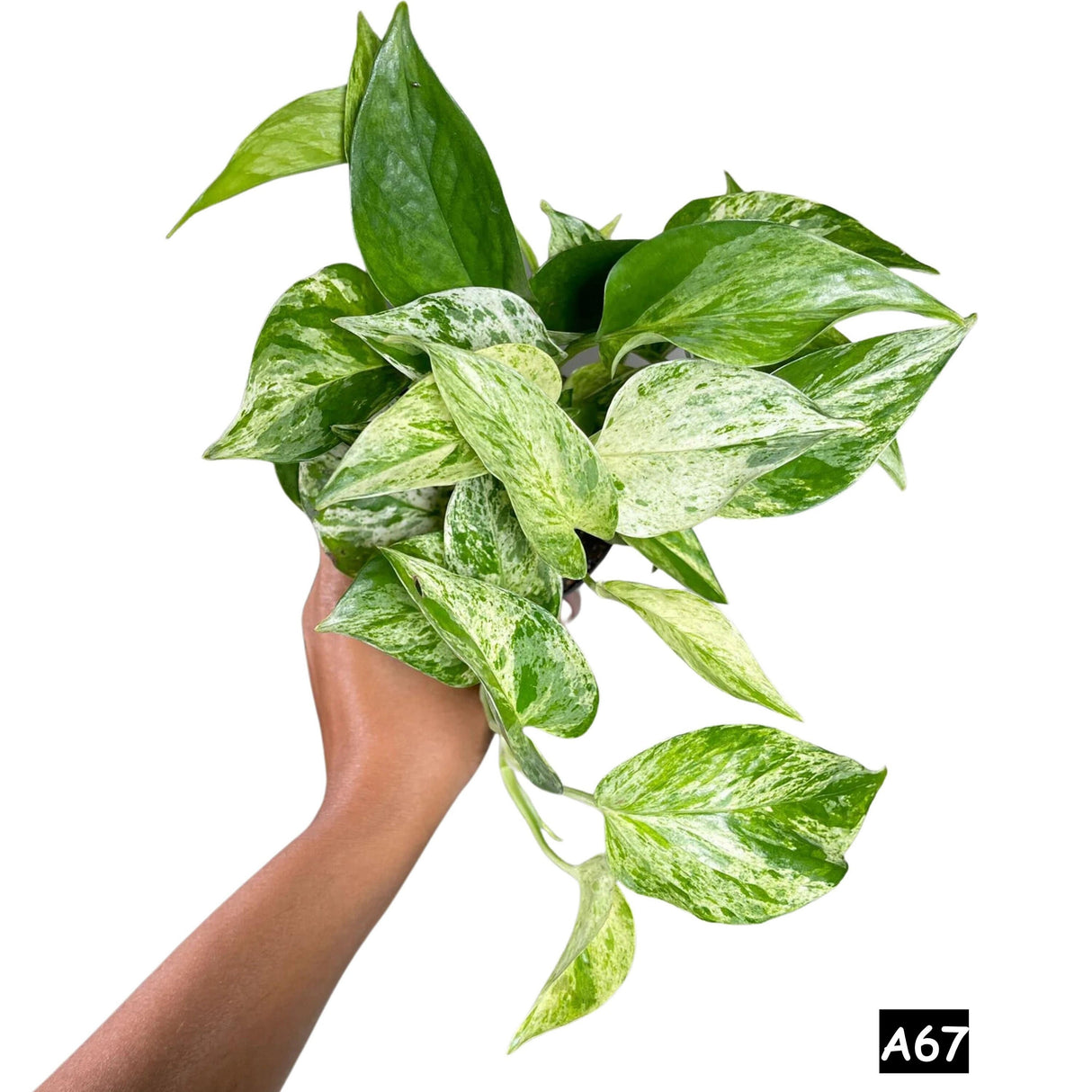 Marble Pothos in 4" Pot - Gorgeous Variegated Indoor easy care house plant - Marble Pothos -  SAME PLANT as the pictures