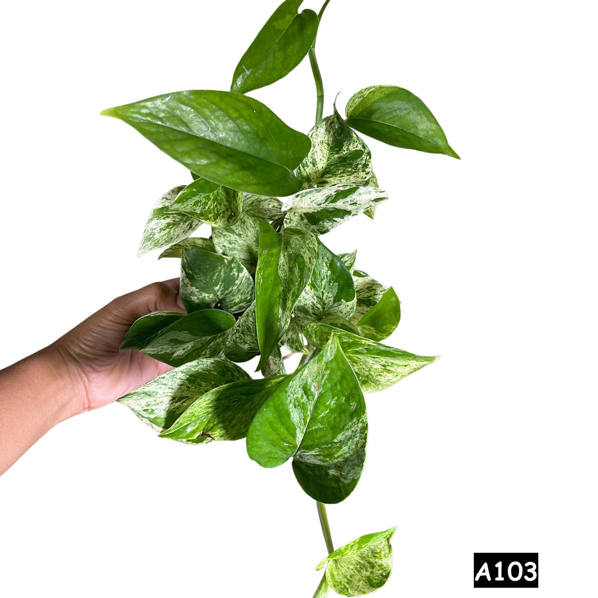 Marble Pothos in 4" Pot - Gorgeous Variegated Indoor easy care house plant - Marble Pothos -  SAME PLANT as the pictures