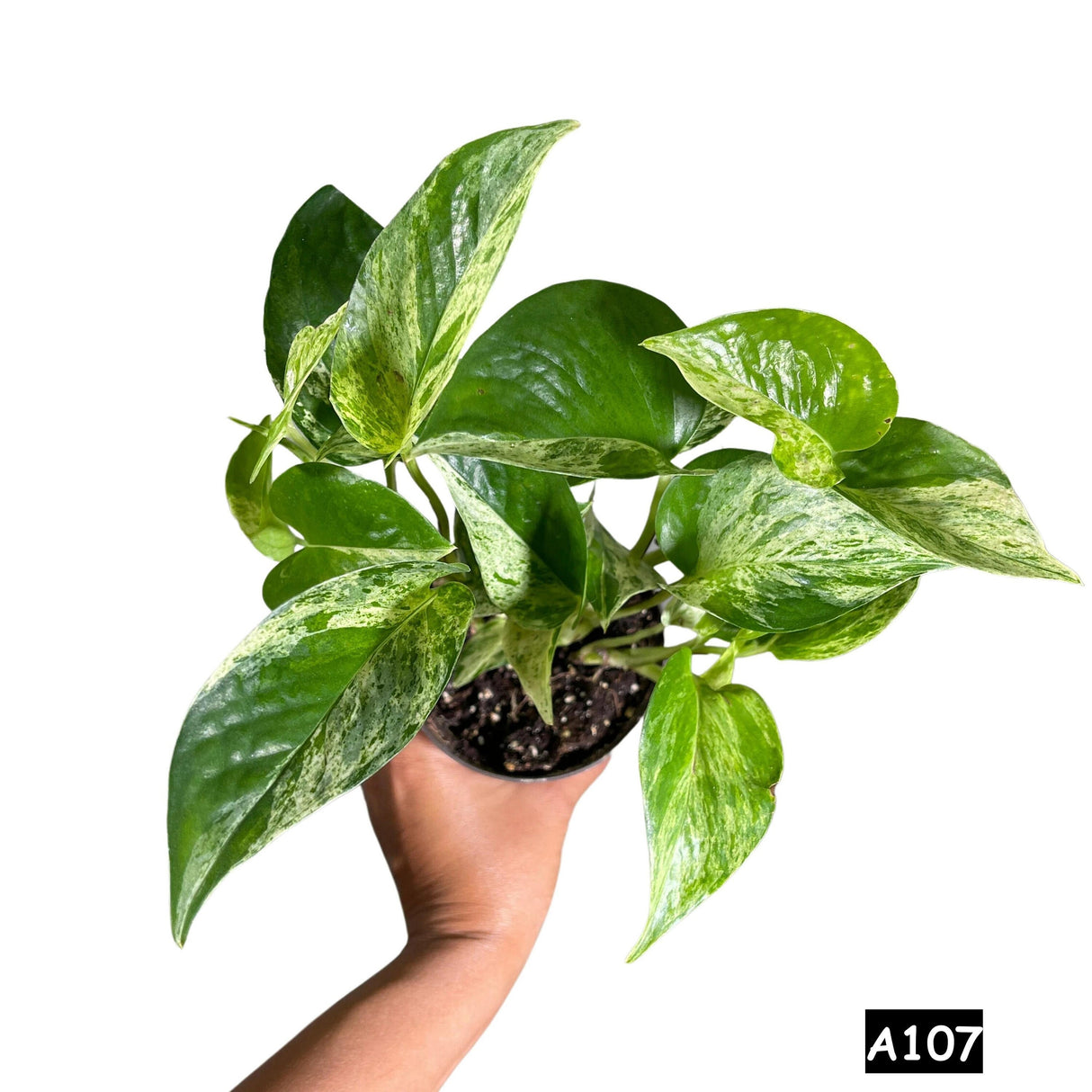 Marble Pothos in 4" Pot - Gorgeous Variegated Indoor easy care house plant - Marble Pothos -  SAME PLANT as the pictures